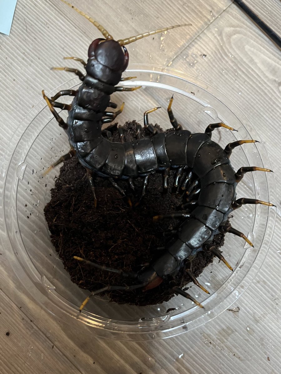 Bug Bug bugs【奇蟲専門店】■4/19、20 BIGレプ (@bugbug_bugs) on Twitter photo リクエストの多かったジャワダークナイトは複数匹持参いたします。
SB <a href="/lbjkhomac/">SB 【SHOPPERS & BREEDERS】</a> の方へ多めに持ち込みますので、お選びになりたい方はSBまでお越しください。メスは大変貴重な本種ですが、今回はなんとペアでの販売が可能です。 リクエストの多かったジャワダークナイトは複数匹持参いたします。
SB <a href="/lbjkhomac/">SB 【SHOPPERS & BREEDERS】</a> の方へ多めに持ち込みますので、お選びになりたい方はSBまでお越しください。メスは大変貴重な本種ですが、今回はなんとペアでの販売が可能です。