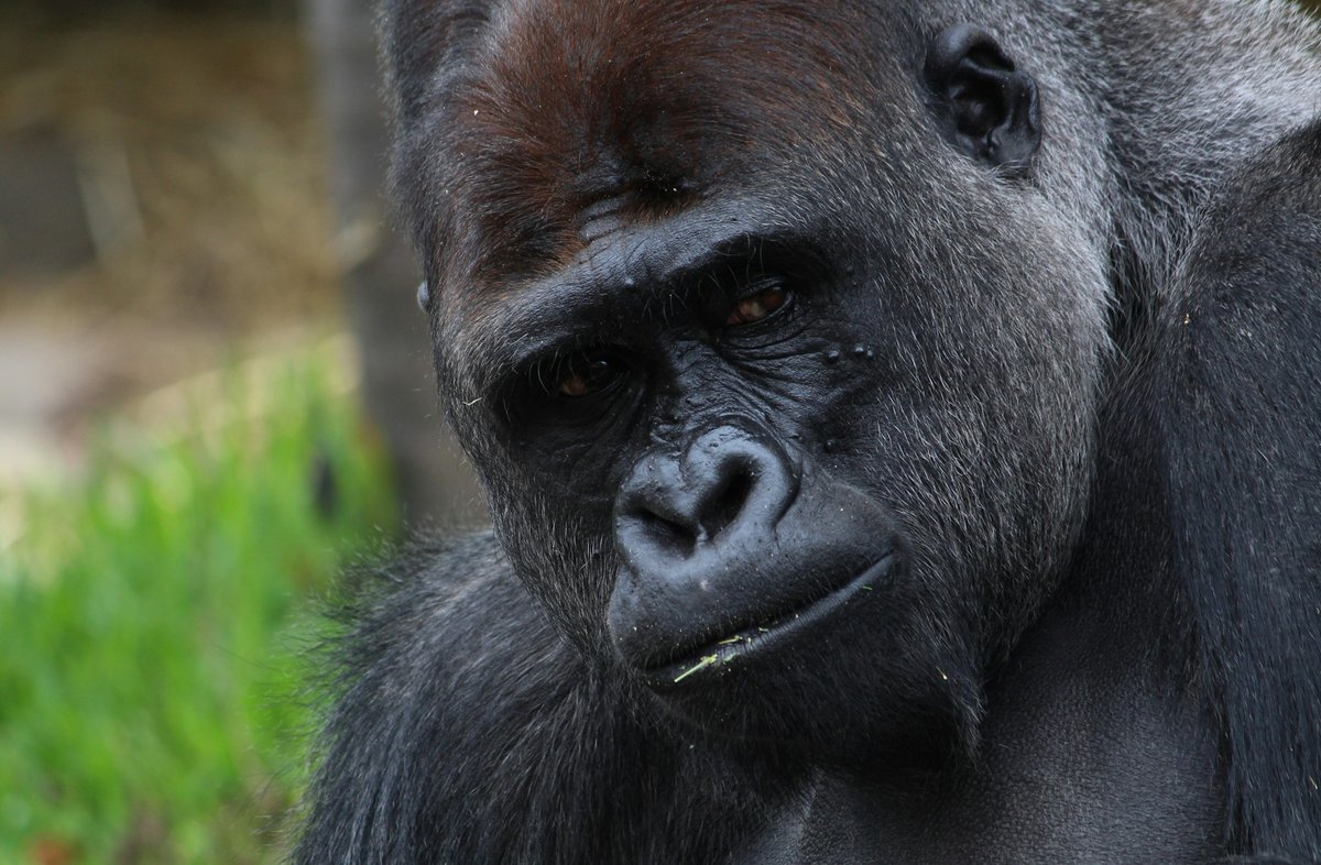 MISTERBULLBULL's tweet photo. "I remember when that girl turned ape at the state fair.  The witch doctor hexed her good in the tent.  She fell into a trance &amp; grew hairy and large.  We chanted, “Gorilla, Gorilla,” but the man with the bullhorn always looked worried." -Patrick Crerand https://t.co/2AIphZdnE6 https://t.co/QQwobdi3Z7