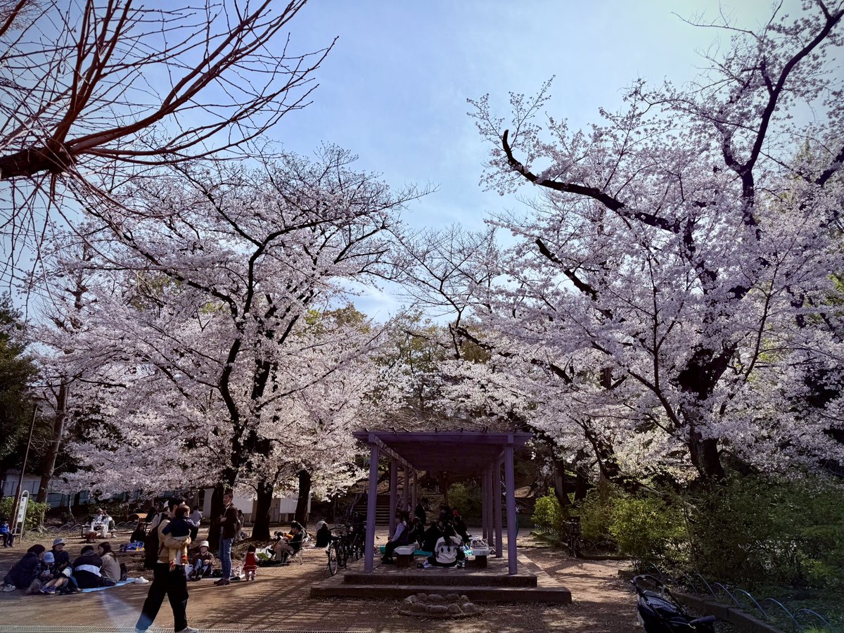 石神井川沿いの桜🌸