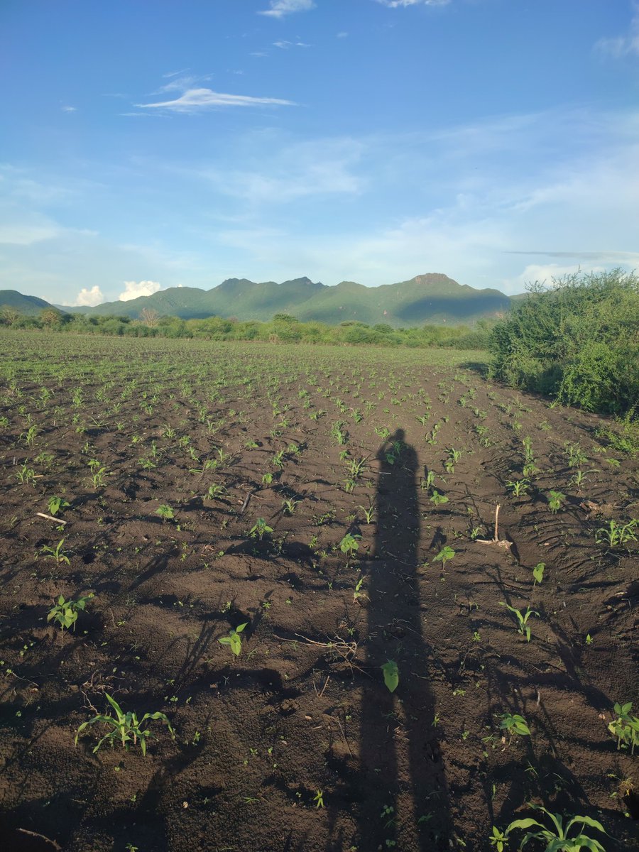 Moments like these bring a farmer the deepest sense of fulfillment life can offer.
I thank God for his bounties and blessings .
📍BUTE,Wajir county