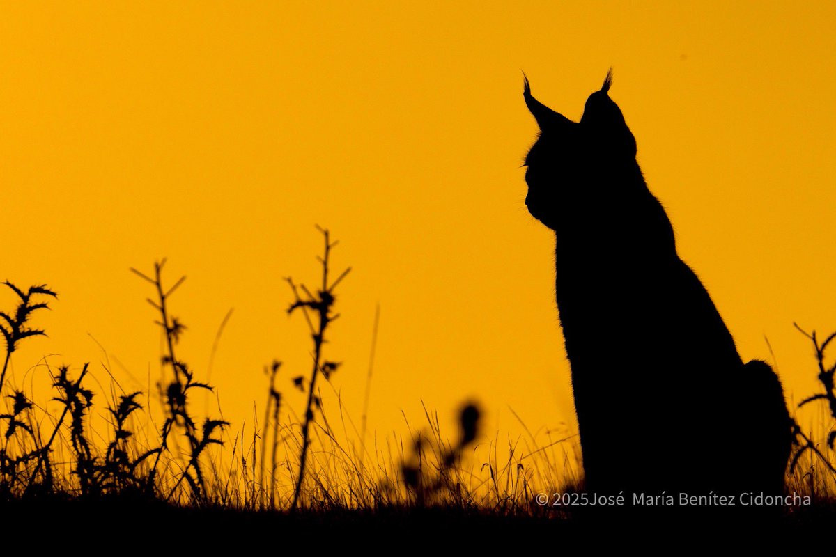 benitezjosem's tweet image. Amanece en la dehesa y en el horizonte se recorta la silueta de un lince ibérico. Tras solearse un poco con los primeros rayos del sol, comienza a buscar entre los majanos un conejo con el que desayunar.