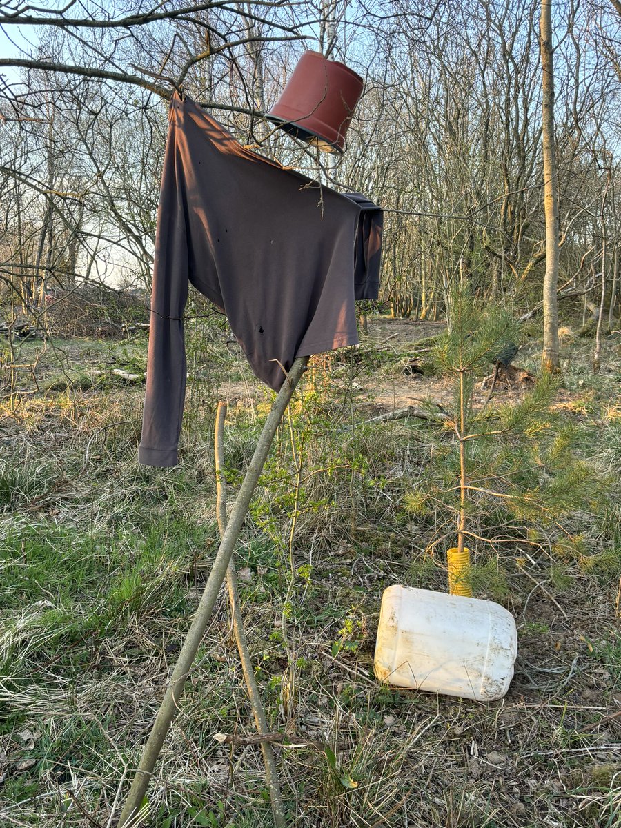 rattycastle's tweet image. Came for a cuppa with my friend Ralph who is camping in the wood But I think the aliens 👽 have taken him. He calls this place #Heaven #peaceandquiet #SaturdayVibes He’s been busy planting lots of native trees 🌲