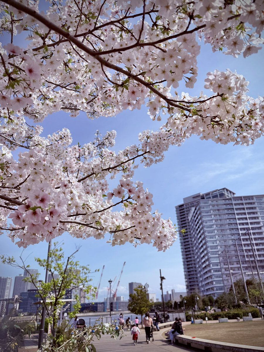 豊洲も桜満開🌸長閑な公園にて