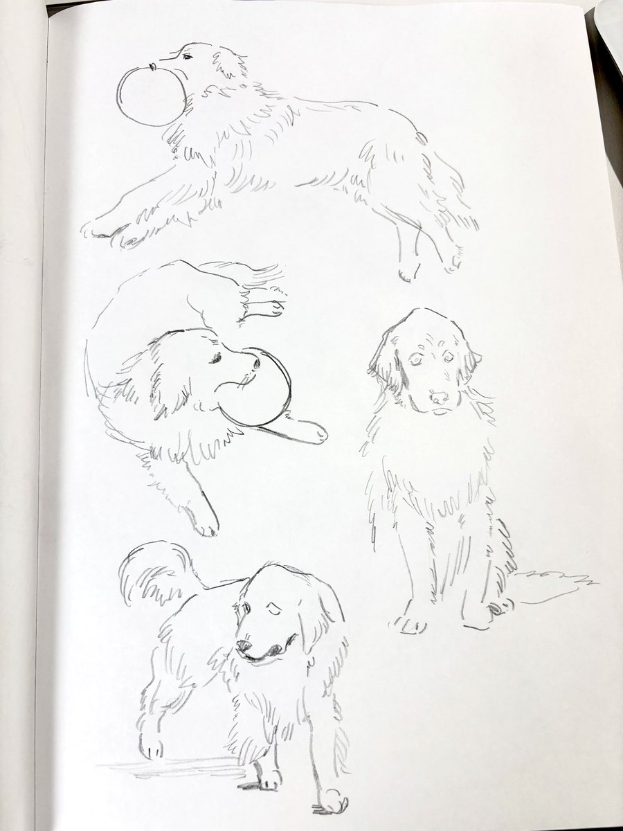あまりにも犬を描いたことなさすぎて予習したりしたんですが楽しかった…普通に趣味でずっとやってたい 実際に会ってみると意外とローなテンションでなるほど…これが犬…となりました