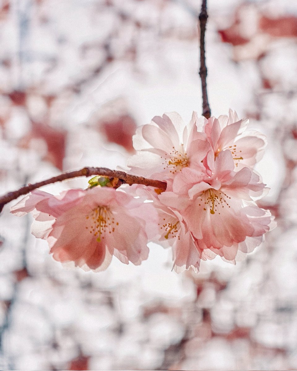 Spring time :)
Nothing like a little cherry blossom to brighten up your day!
