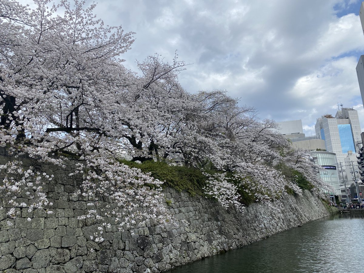 8h8BgUIJtgXqm8C's tweet photo. 今日は桜を見に駿府城付近まできました🌸が、静岡まつり絶賛開催中のため、凄い人でした
駿府城公園で桜を見ながらビール飲もうと思ってたのですが、諦めました😱
偶然ですが大御所役のつるの剛士さんを見ることができました😊 https://t.co/JUCwRIk8BT