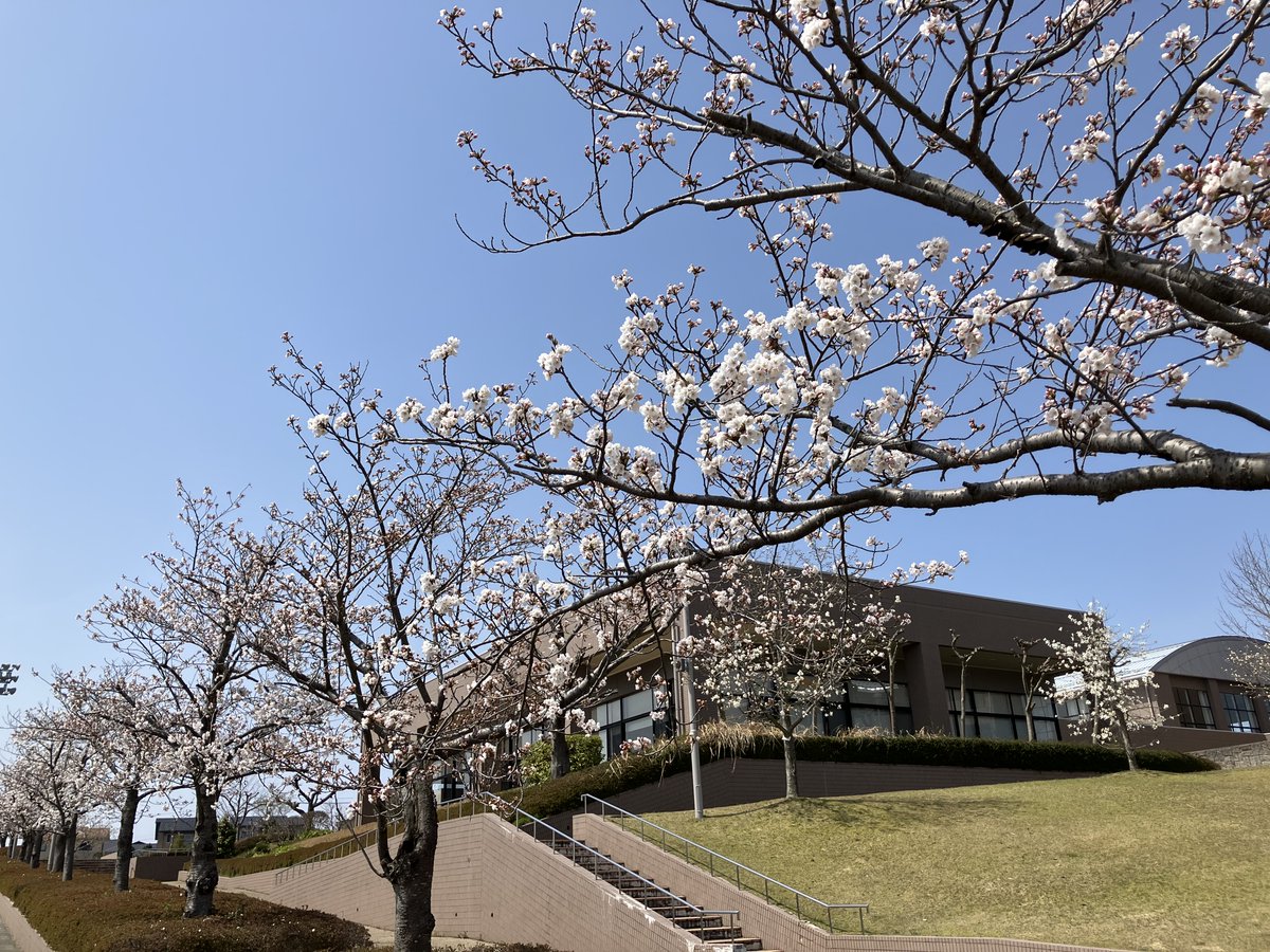 IlfJapan's tweet photo. 国際リンパ浮腫フレームワーク・ジャパン研究協議会事務局です。今年度もよろしくお願い申し上げます!
事務局のある石川県立看護大学、キャンパスの桜が咲き始めました🌸
#国際リンパ浮腫フレームワーク・ジャパン研究協議会 #ILFJ #石川県立看護大学 https://t.co/RhbttI2Up0