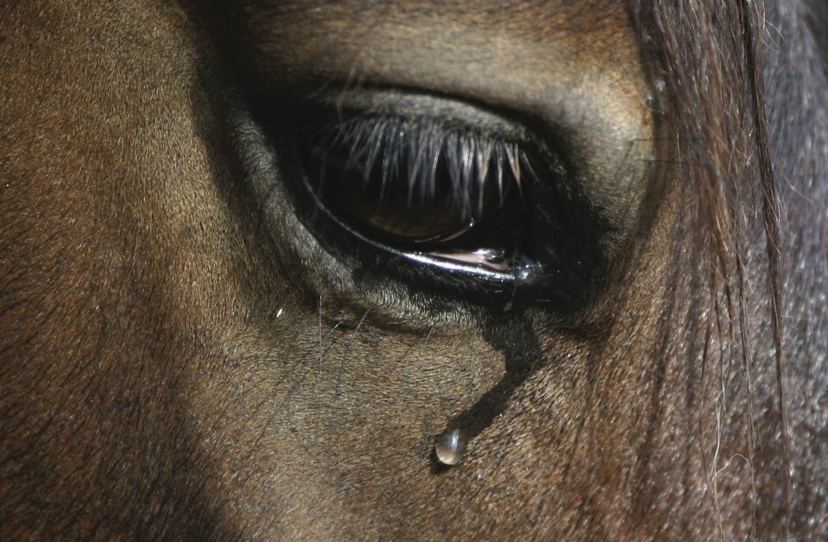 66 horses have died at the Aintree Grand National Festival since 2000. Think about that before you raise a glass or place a bet today <a href="/LeagueACS/">League Against Cruel Sports</a> <a href="/AnimalAid/">Animal Aid</a> #grandnational2025