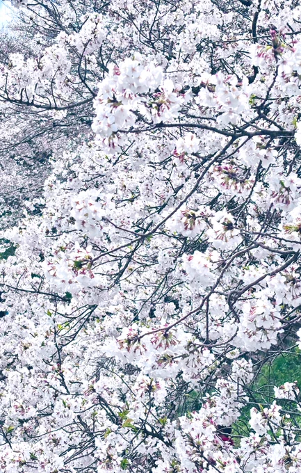 今年も桜の花が凄い 