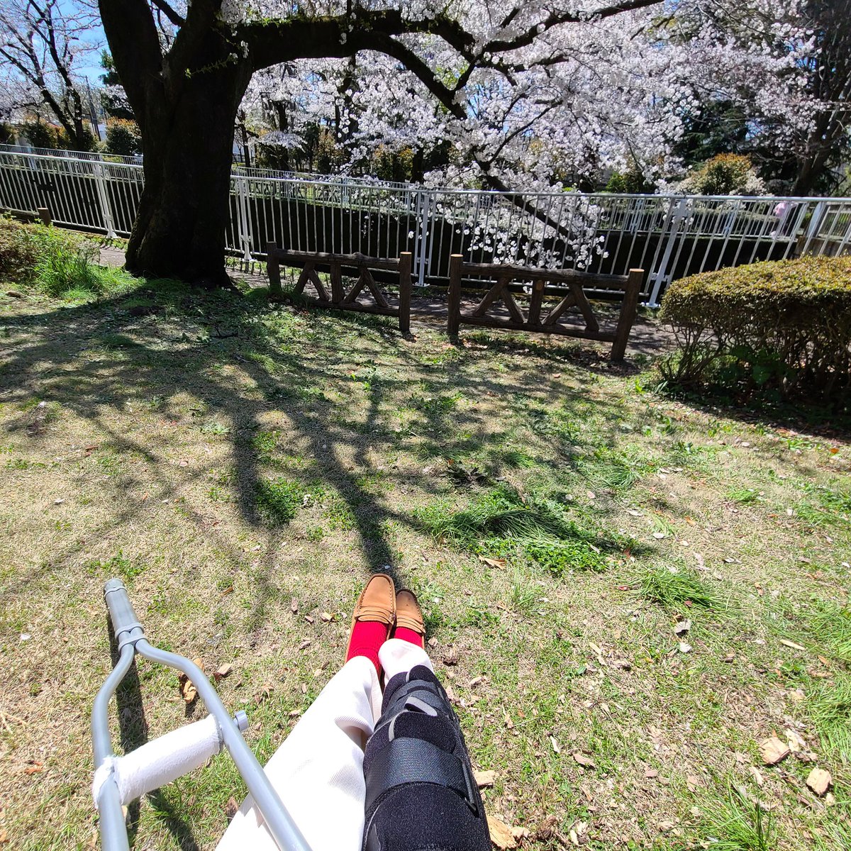 ranchan0358's tweet photo. 人生初の骨折💧　膝やられた
『私と桜🌸と骨折』
春はまだ遠い……ボソッ https://t.co/0MMt1huiCd