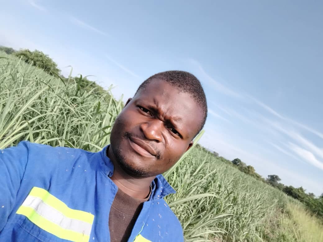 ChiredziScr's tweet photo. Today we honor liberation war vet &amp; farming pioneer Cde Jethro Bvukuta! From Chiredzi North, he's transforming ward 20 with smallholder irrigation. Green mealies &amp; watermelons attract buyers from across Zimbabwe! #ZimAgri #SmallholderFarming #FoodSecurity https://t.co/vHPjCBb8xw