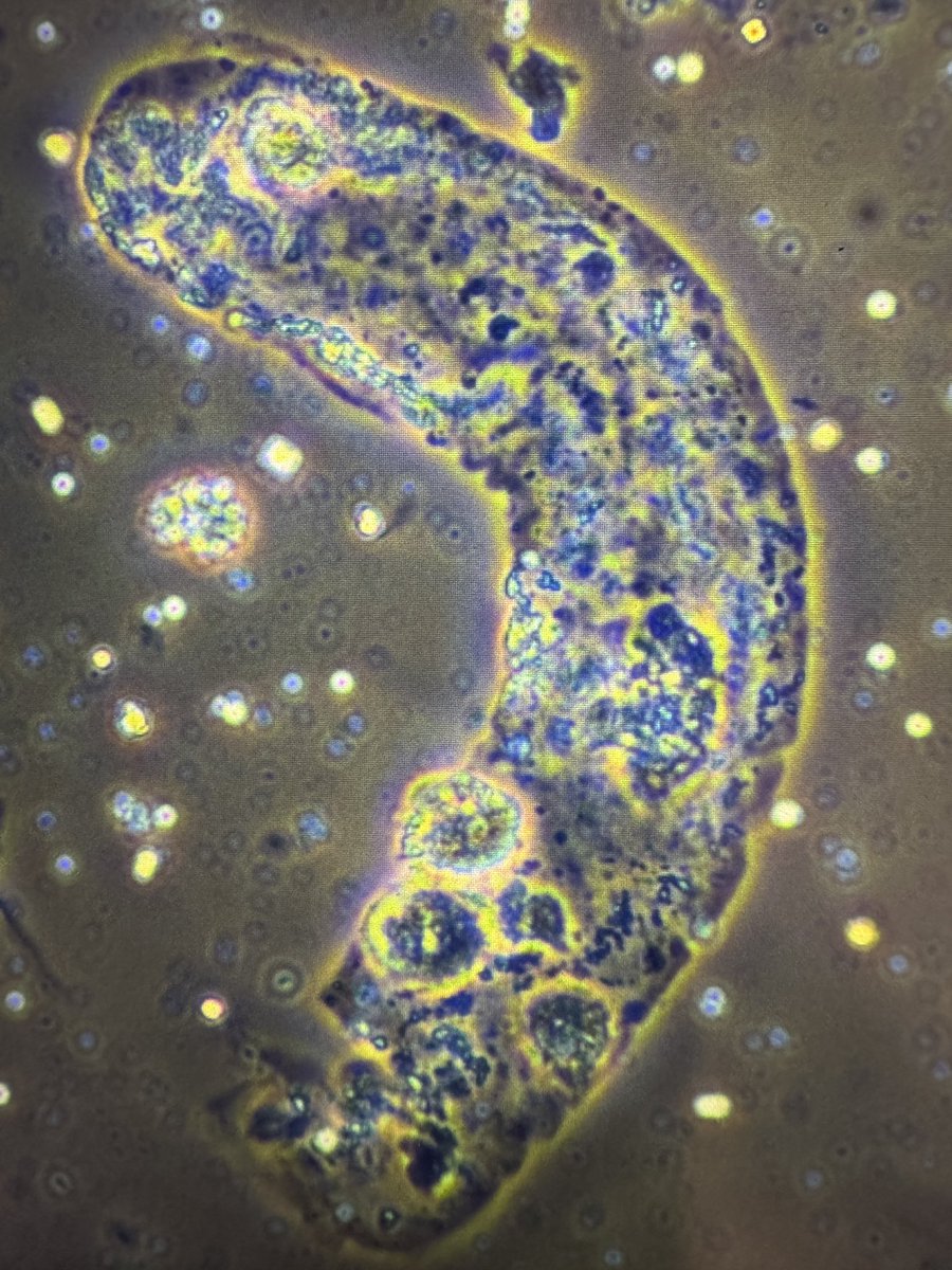 Madeline Chung, MD MS tweet media