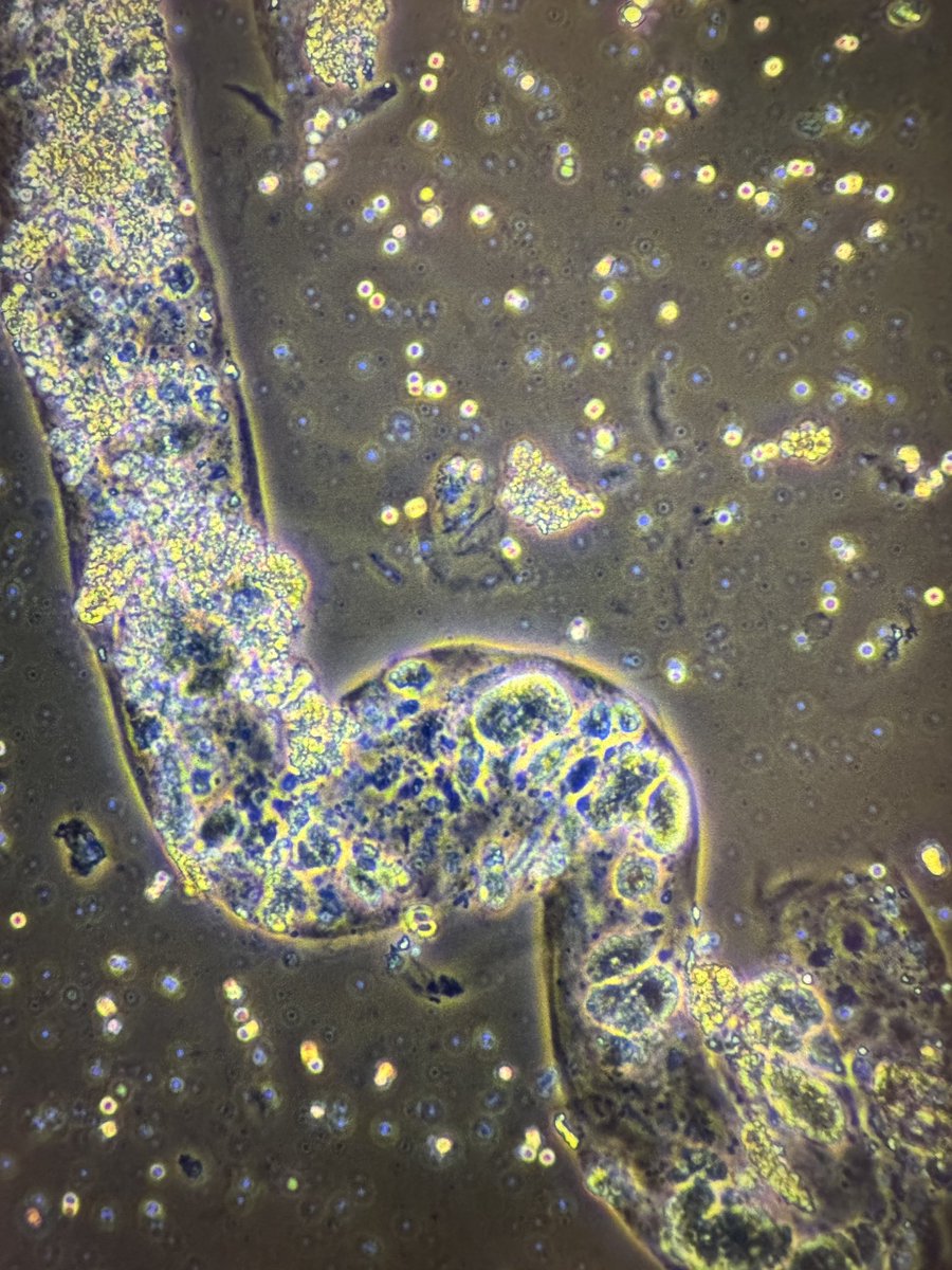 Madeline Chung, MD MS tweet media