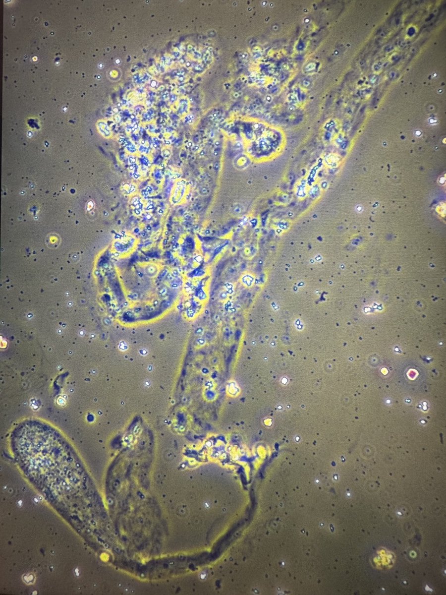 Madeline Chung, MD MS tweet media