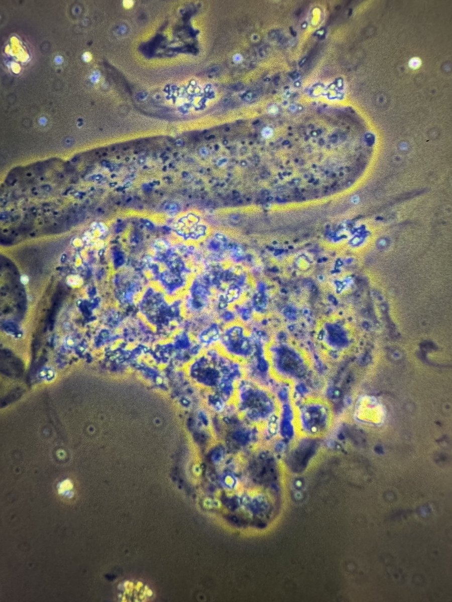 Madeline Chung, MD MS tweet media