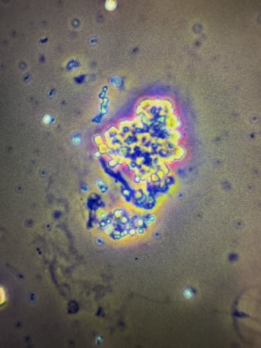 Madeline Chung, MD MS tweet media