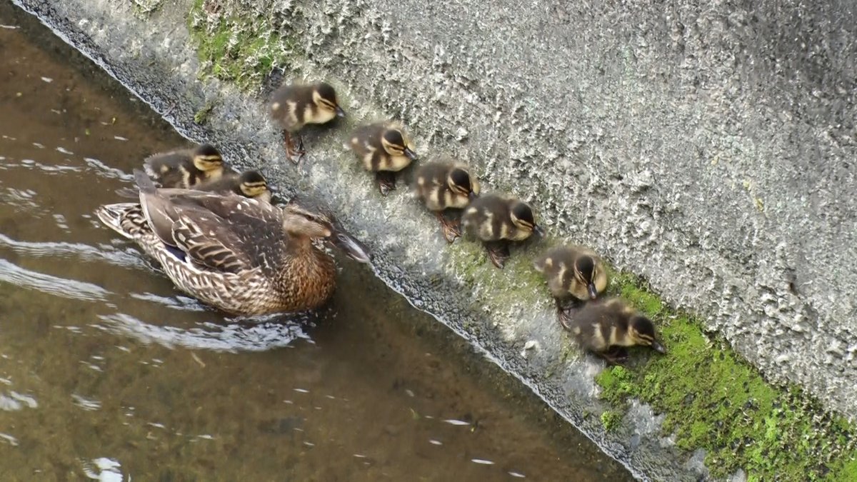 情報大募集‼️】 毎年番組内で密着する #カルガモ親子🦆のお引っ越し
