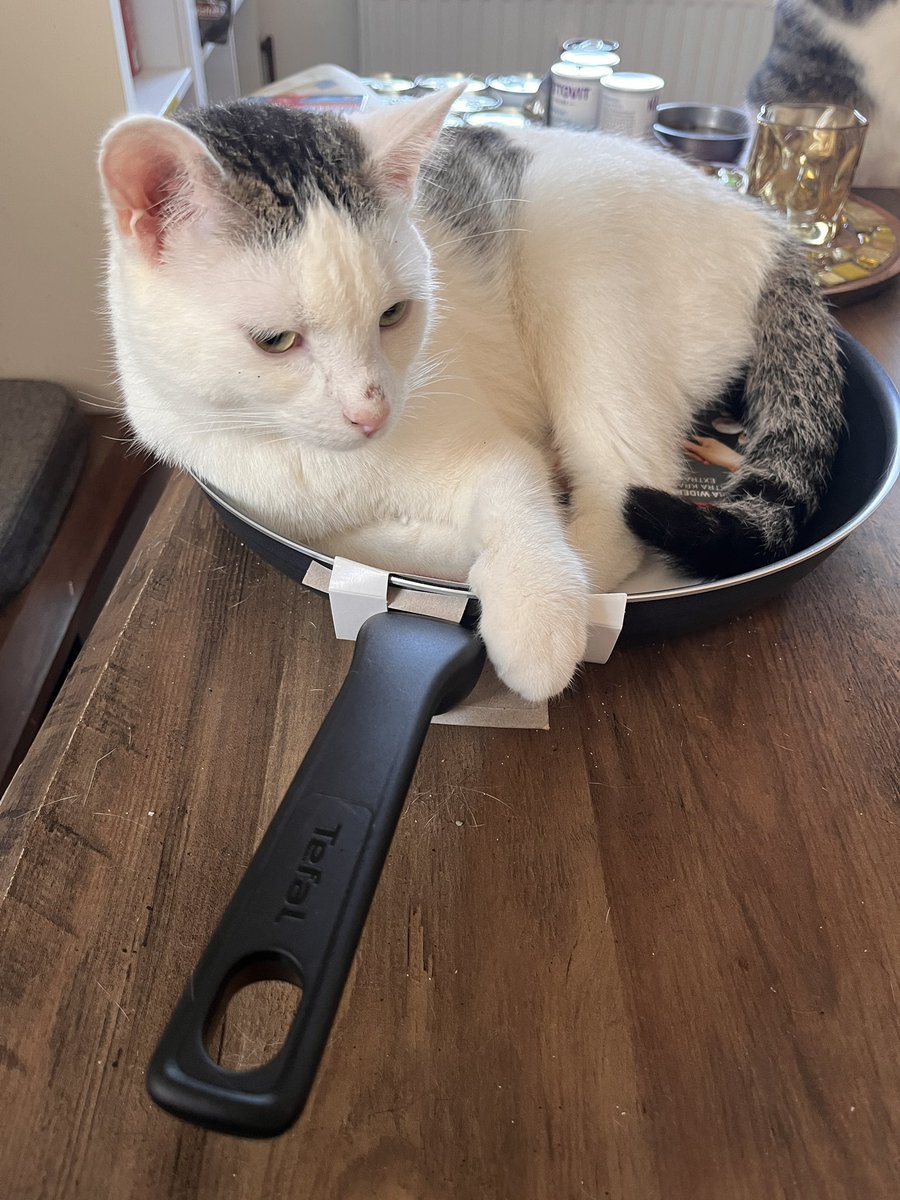 Ich muss da mal ein Sprichwort richtigstellen. Es heißt nämlich:

„Da wird doch der KATER in der Pfanne verrückt.“

Fritte und Tim von den #nordstadtkatzen und Salem mit den schönen Augen.