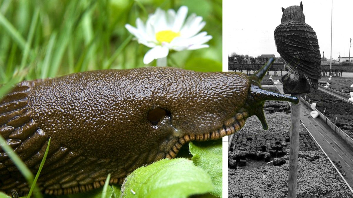 Helsingborgs Dagblad tweet media