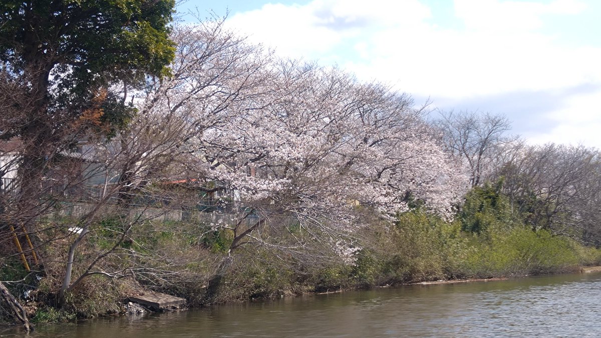 将監川に咲く桜
#今日までプレシーズンマッチ
#来週は本気
#将監川
#長門川