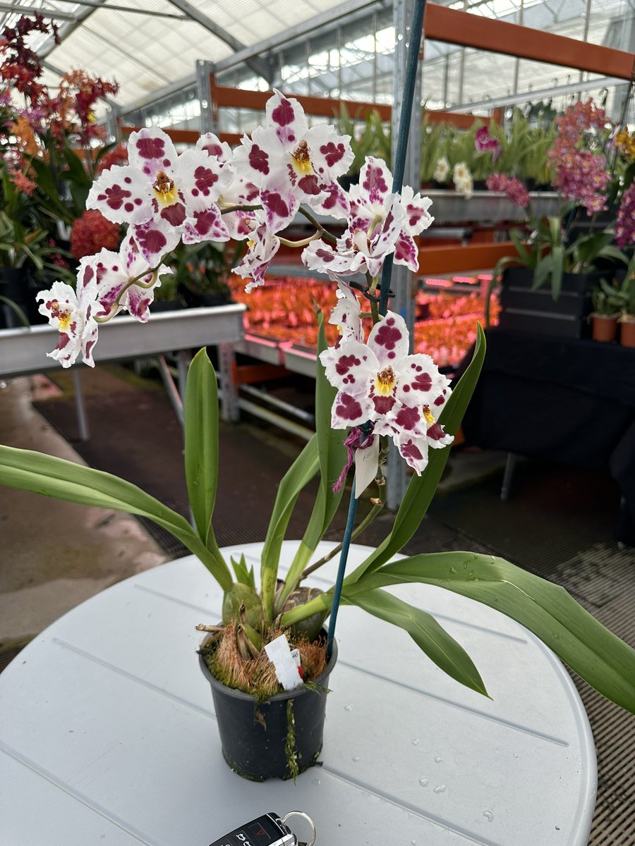 Looking forward to welcoming our visitors to our Events today. Lots of orchids to see including this Oncidium Jim Mintsiveris. The burgundy and white hybrid was registered in 1997 and is much sought after for hybridising! 🌿

#orchids #orquídeas #nature #conservation