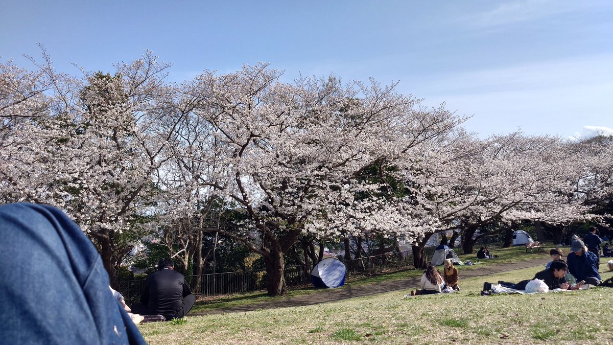 mockun0830's tweet photo. 桜が咲いても、寒いか、雨かの毎日だったからか、桜のある公園が、メッチャ人でいっぱい。
#本牧山頂公園 https://t.co/f2o8YacPgy