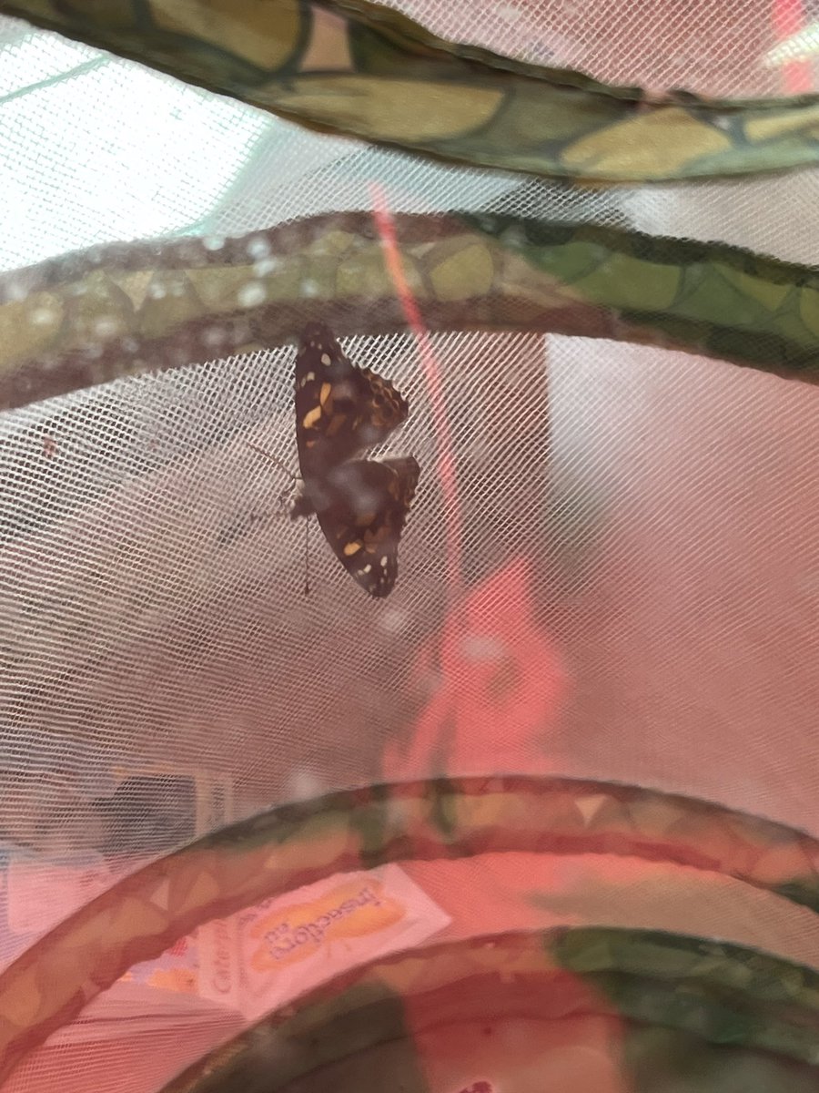We have our first butterfly 🦋 <a href="/AinthorpeSchool/">Ainthorpe</a>