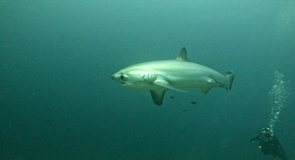 aiam_f's tweet photo. 🦈 https://t.co/DHOZlZxtKV