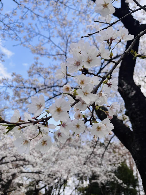 桜見てきた! 