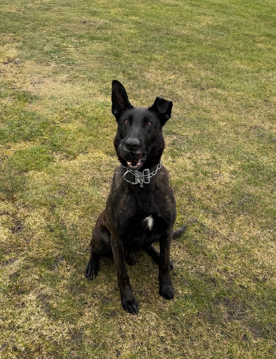 A suicidal high risk missing person left their address in the early hours of this morning in Warrington. Luckily PD Toro was in the area and quickly located her hiding in a nearby car dealership forecourt. 

#PDToro