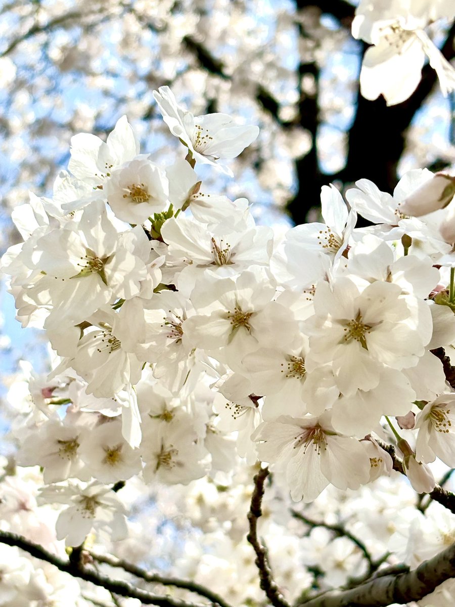 「近所の公園でちょっとだけお花見してきた。今年も綺麗に咲いてくれてありがとう 」|あさだみほのイラスト