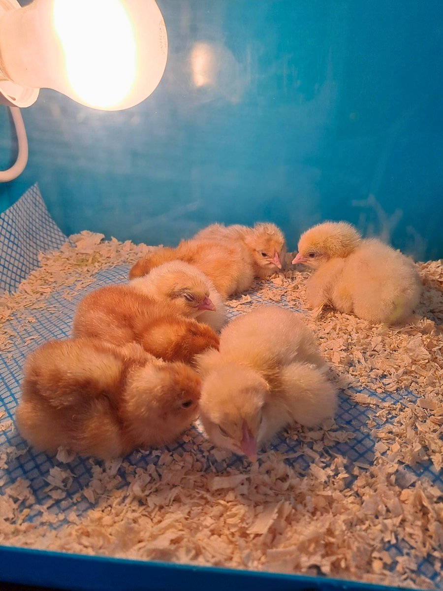 A very warm welcome to our new additions at Beechwood College - following lots of love and care from our students, our chicks have finally hatched!💚

#Education #ALN #SEN #Spring