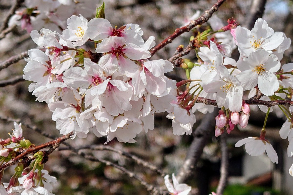 matildasp136's tweet photo. 富士市の潤井川のとこ来た！
少し雲かかってるけど富士山と桜！
今年は菜の花少ないね〜 https://t.co/cd4Bb4TKlq