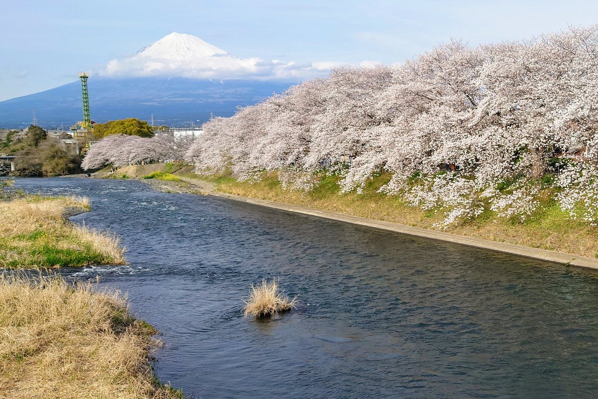 matildasp136's tweet photo. 富士市の潤井川のとこ来た！
少し雲かかってるけど富士山と桜！
今年は菜の花少ないね〜 https://t.co/cd4Bb4TKlq