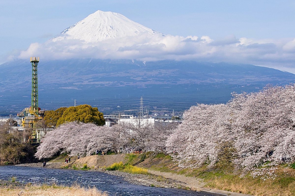 matildasp136's tweet photo. 富士市の潤井川のとこ来た！
少し雲かかってるけど富士山と桜！
今年は菜の花少ないね〜 https://t.co/cd4Bb4TKlq