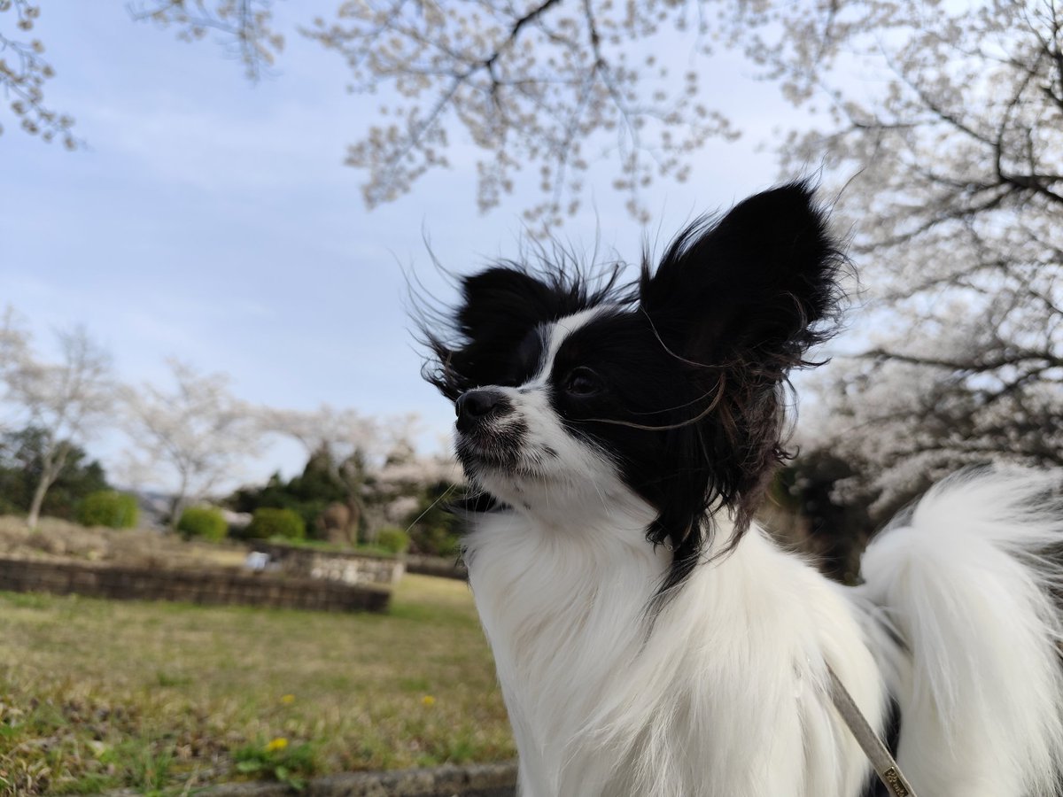 convert_shadow's tweet photo. 桜きれいだわん(タンポポ食べてぇ)
#お花見
#パピヨン
#愛犬
#タンポポ https://t.co/ZHHmXTZA1w