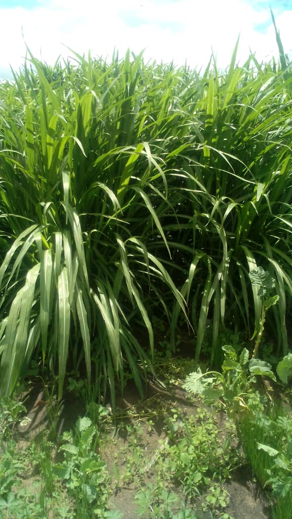 Daramombe Fresh Produce tweet media