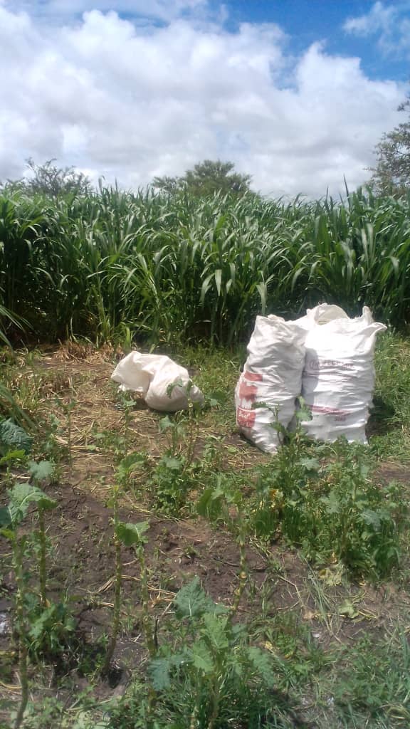 Daramombe Fresh Produce tweet media