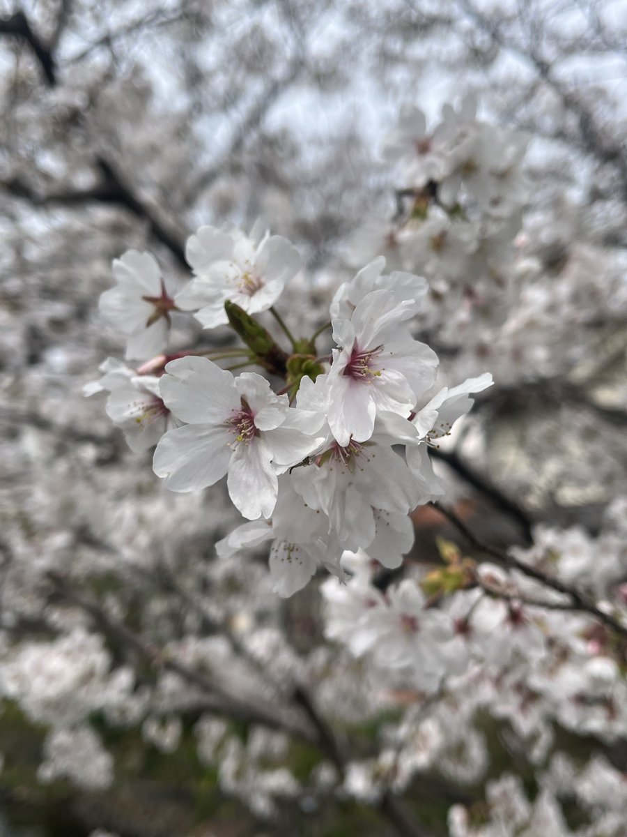 cbsdtapdwt's tweet photo. 桜を見に行ったよー https://t.co/EgM2xCmeKw
