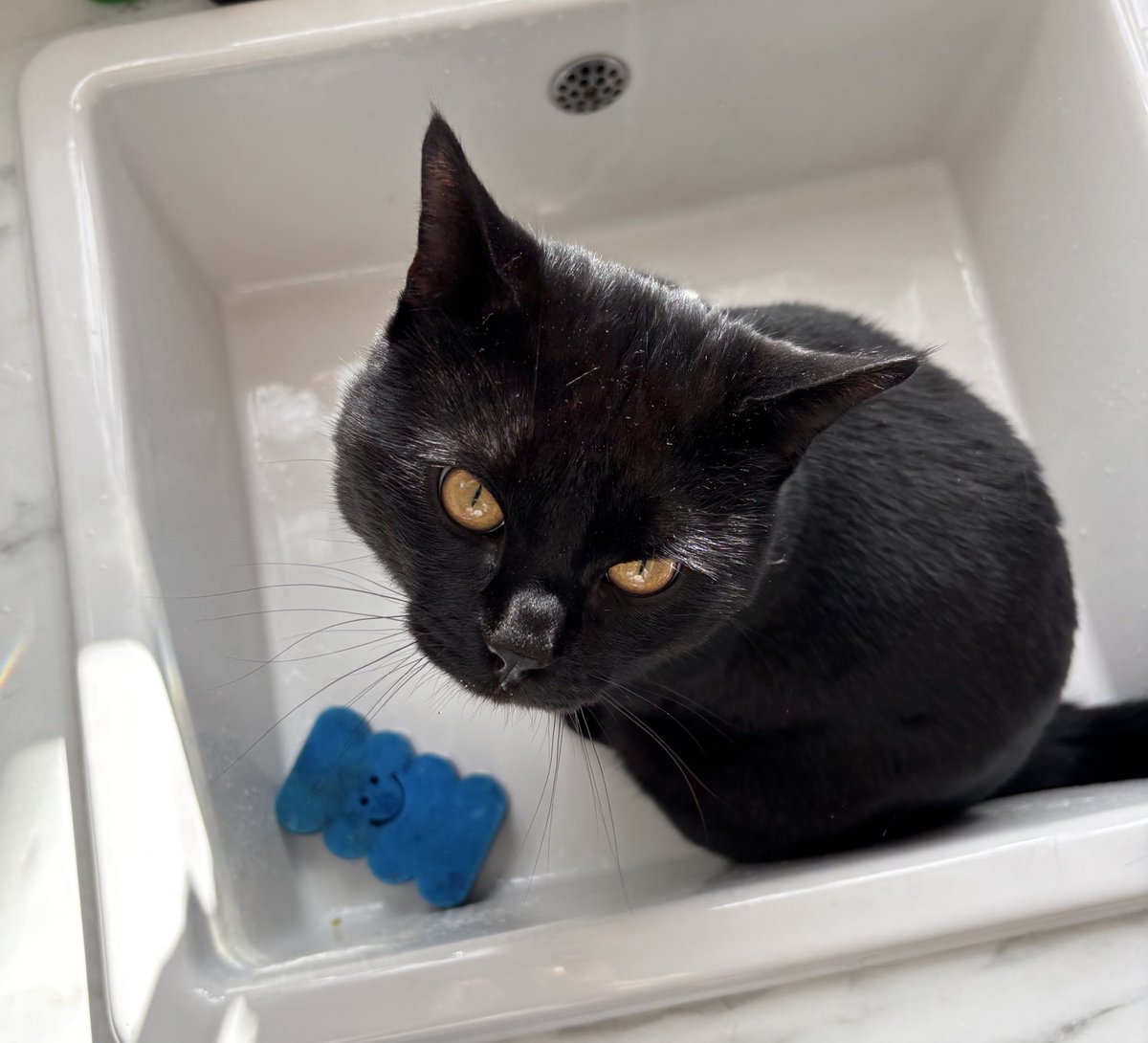 Oh no 🙀 I made a mistake sitting here and now I’m wet. And this blue guy is laughing at me 😾🐾

Hope you’re having a better #Caturday 😹🖤 

#CatsOfTwitter #Panfur #AdoptDontShop #WeekendVibes