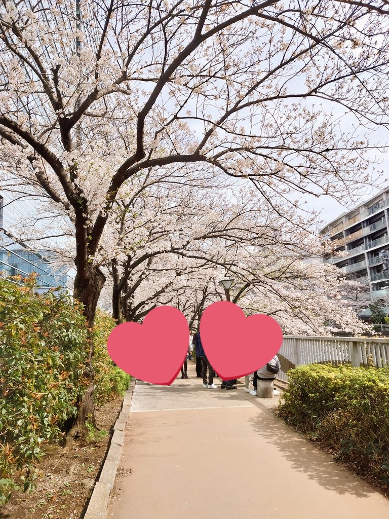 「まだ桜咲いてた〜」|さ く み ちのイラスト