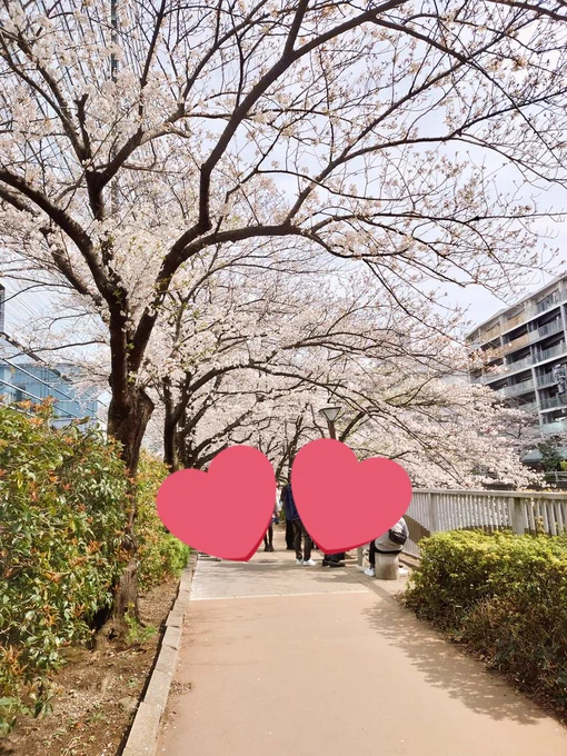 まだ桜咲いてた〜