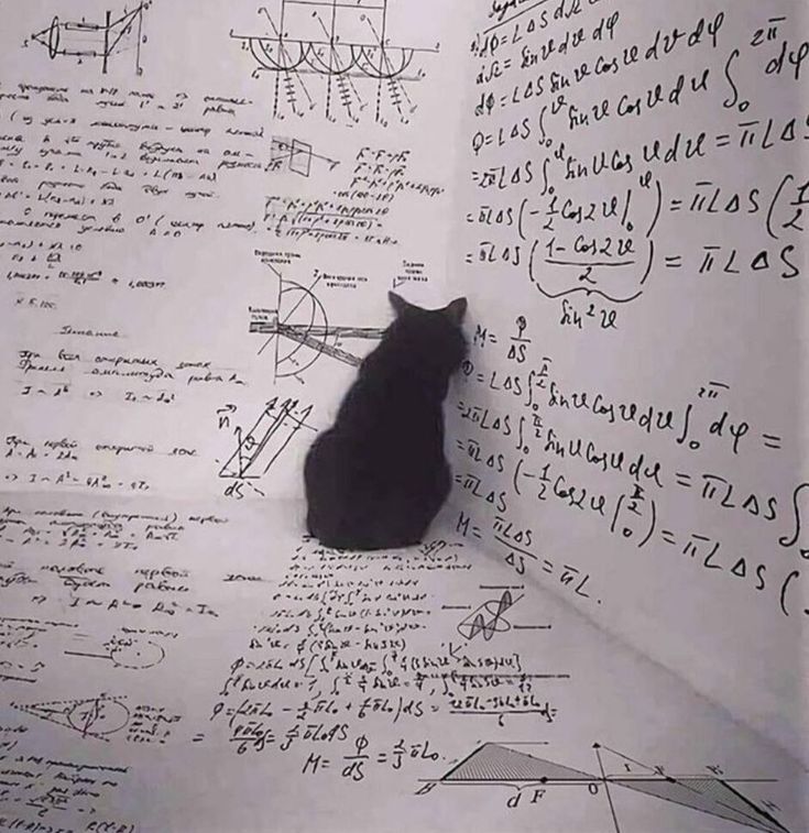 Schrödinger cat plans its revenge✍️