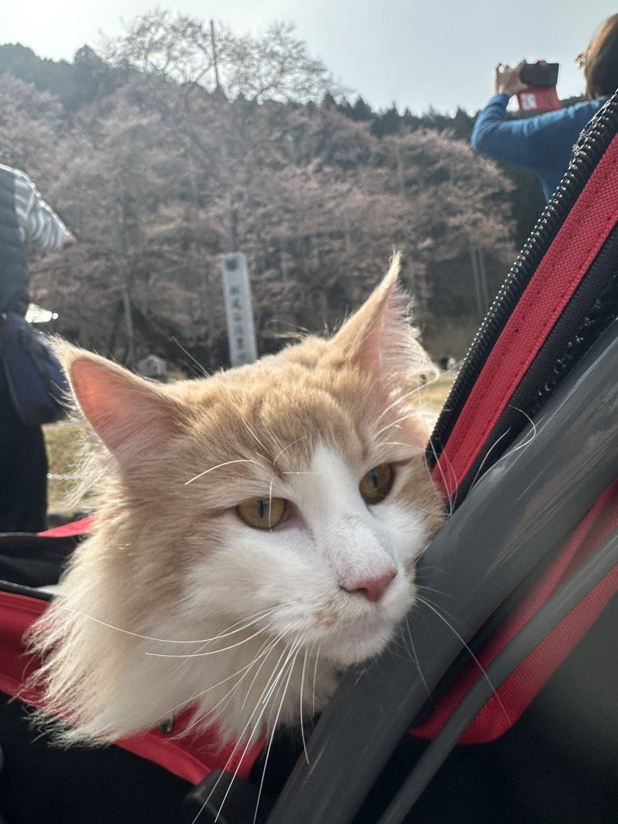 根尾谷淡墨桜🐱
まだ五分咲きくらいかなぁ
見応え抜群かな✨
お散歩日和でした♪