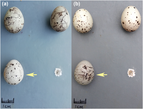 AvianBiology's tweet photo. NEW PAPER: Bunting hosts recognize and reject parasitic eggs using achromatic contrast between markings and background. Both species show moderate rejection rates, highlighting egg pattern adaptation in cuckoo-host dynamics

➡️ https://t.co/lti5vcy3qL

#ornithology #EggParasitism https://t.co/6BzLBwGilZ