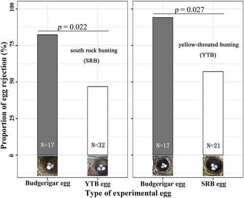 AvianBiology's tweet photo. NEW PAPER: Bunting hosts recognize and reject parasitic eggs using achromatic contrast between markings and background. Both species show moderate rejection rates, highlighting egg pattern adaptation in cuckoo-host dynamics

➡️ https://t.co/lti5vcy3qL

#ornithology #EggParasitism https://t.co/6BzLBwGilZ