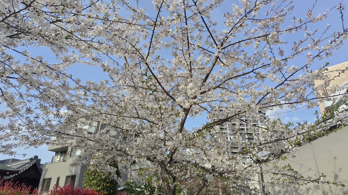 82sara82's tweet image. #玉蔵院 🌸