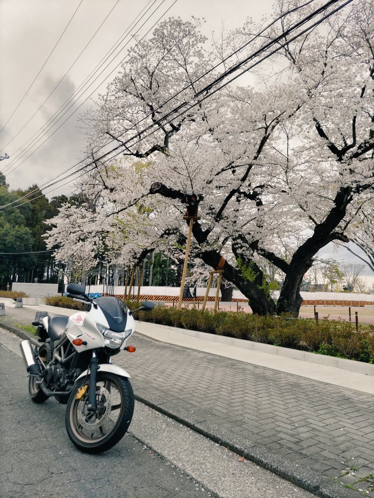 VTRいつぶり！？
久しぶりに乗れる時間が作れたので、乗ってます🏍️
相変わらずかっこいい✨️