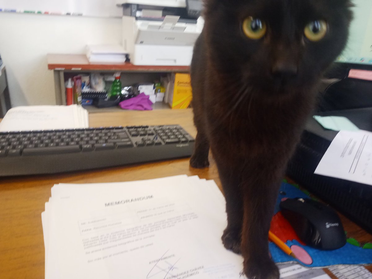huitzelin's tweet photo. Los rumores son ciertos, los gatos se suben al escritorio asumiendo que son más importantes que el trabajo (y tienen razón). https://t.co/nVHwRY9Ujg