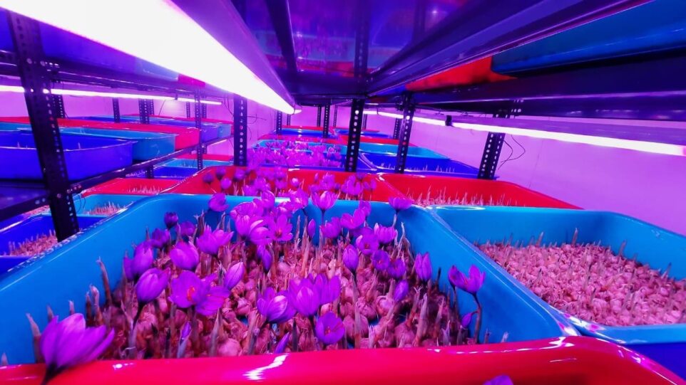 NexselT's tweet image. 🌿 Saffron Grows Best with Nexsel’s HYGL8 Light! 💡
Boost yields with our Nx1.1 spectrum—perfect for corm growth, flowering, and consistent performance.

DM us to grow smarter! 📩
#SaffronUnderNexsel #HYGL8Light #NexselTech #GrowLightInnovation